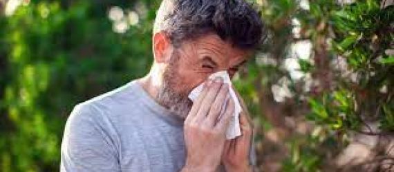 Le pollen principal responsable des allergies du printemps